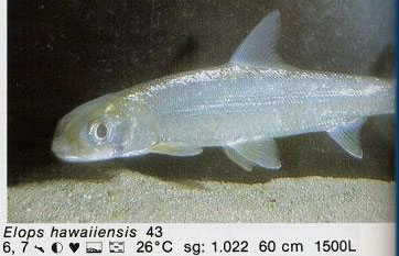 Elops hawaiiensis